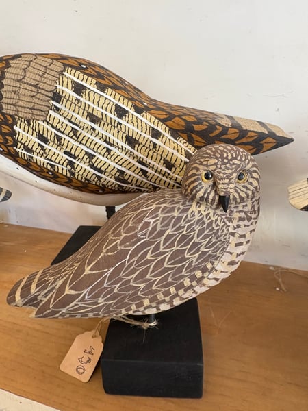 Image of Tiny sweetheart owl 