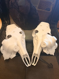 Whitetail European mount skull