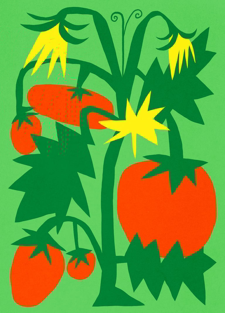 Tomato plant with yellow flowers Image 2