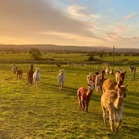 Image 2 of Learn to crochet at Cadbury Alpacas Saturday March 28th 3-5.30 pm 