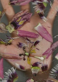 Image 2 of Passion Fruit Flower I 