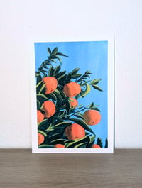 Image 3 of Oranges
