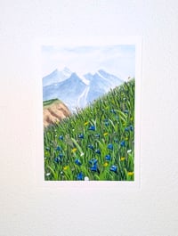Image 4 of Alpine flowers