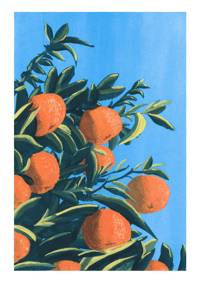 Image 1 of Oranges
