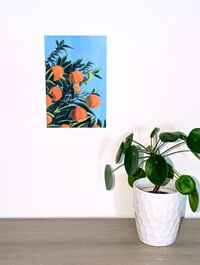 Image 2 of Oranges