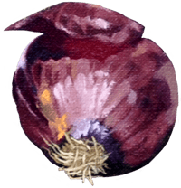 Image 1 of Red Onion Sticker