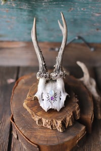 Image 3 of Teschio di Capriolo - adularia e ametista- 