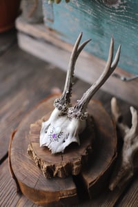 Image 1 of Teschio di Capriolo - adularia e ametista- 