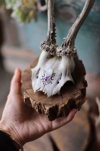 Image 5 of Teschio di Capriolo - adularia e ametista- 