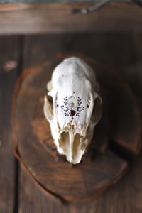 Image 1 of Teschio di capriolo femmina -opale dendritico e granato-