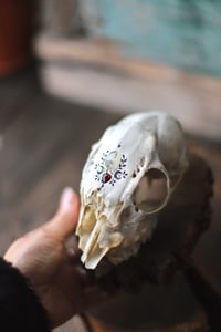 Image 5 of Teschio di capriolo femmina -opale dendritico e granato-