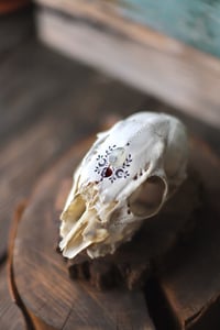 Image 3 of Teschio di capriolo femmina -opale dendritico e granato-