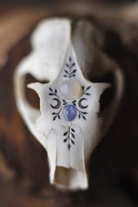 Image 2 of Teschio di Marmotta - adularia e tanzanite- 