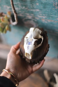 Image 5 of Teschio di Marmotta - adularia e tanzanite- 