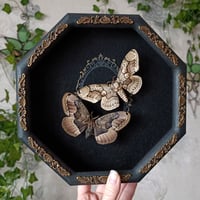 Set of Brahmin Moths