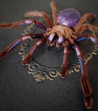 Image 1 of Electric Blue Tarantula