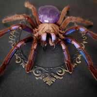 Image 2 of Electric Blue Tarantula