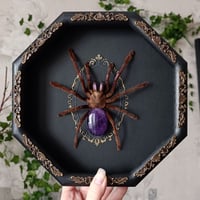 Image 3 of Electric Blue Tarantula