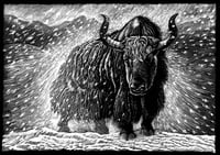 La postura dello Yak, Bos Mutus, Wild Yak