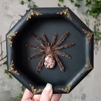 The Pinktoe with Rhodonite Stone