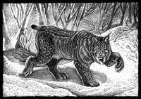 Il passo leggero della lince, Eurasian Lynx.