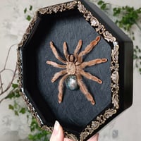 Image 2 of Panama Blonde Tarantula