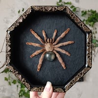 Image 1 of Panama Blonde Tarantula