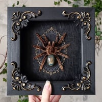 Curlyhair Tarantula
