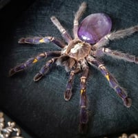 Image 1 of Gooty Sapphire Tarantula