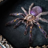 Image 2 of Gooty Sapphire Tarantula