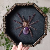 Image 3 of Gooty Sapphire Tarantula