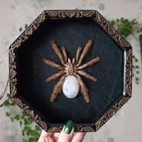 Heteroskodra Maculata