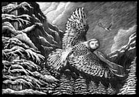 Il volo del fantasma, il Gufo delle nevi, Bubo Scandiacus.