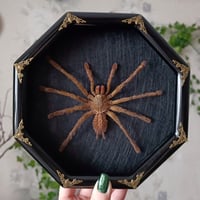 The Fringed Ornamental Tarantula