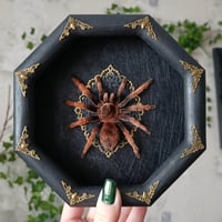 The Mexican Pink Tarantula