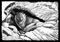 Nutrirsi dell'essenziale, La volpe artica, Volpus Lagopus.