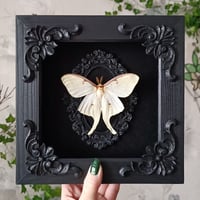 Image 4 of Luna moth