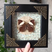 Silver-studded Leafwing