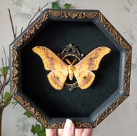 Rare! Rhodinia Newara