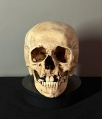Image 1 of Adolescent Human skull replica