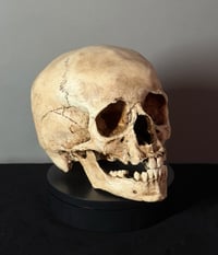 Image 2 of Adolescent Human skull replica