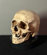 Image 3 of Adolescent Human skull replica