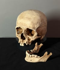 Image 4 of Adolescent Human skull replica
