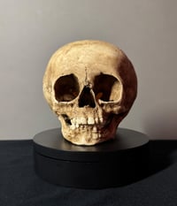 Image 1 of Child human skull replica