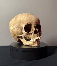 Image 2 of Child human skull replica