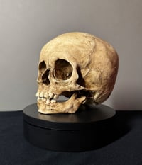 Image 3 of Child human skull replica