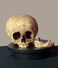 Image 4 of Child human skull replica