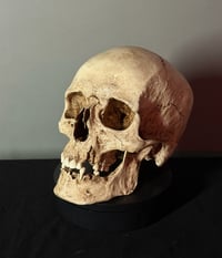Image 3 of Adult human skull replica