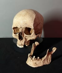 Image 4 of Adult human skull replica