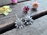 Image 5 of Chamomile Blossoms